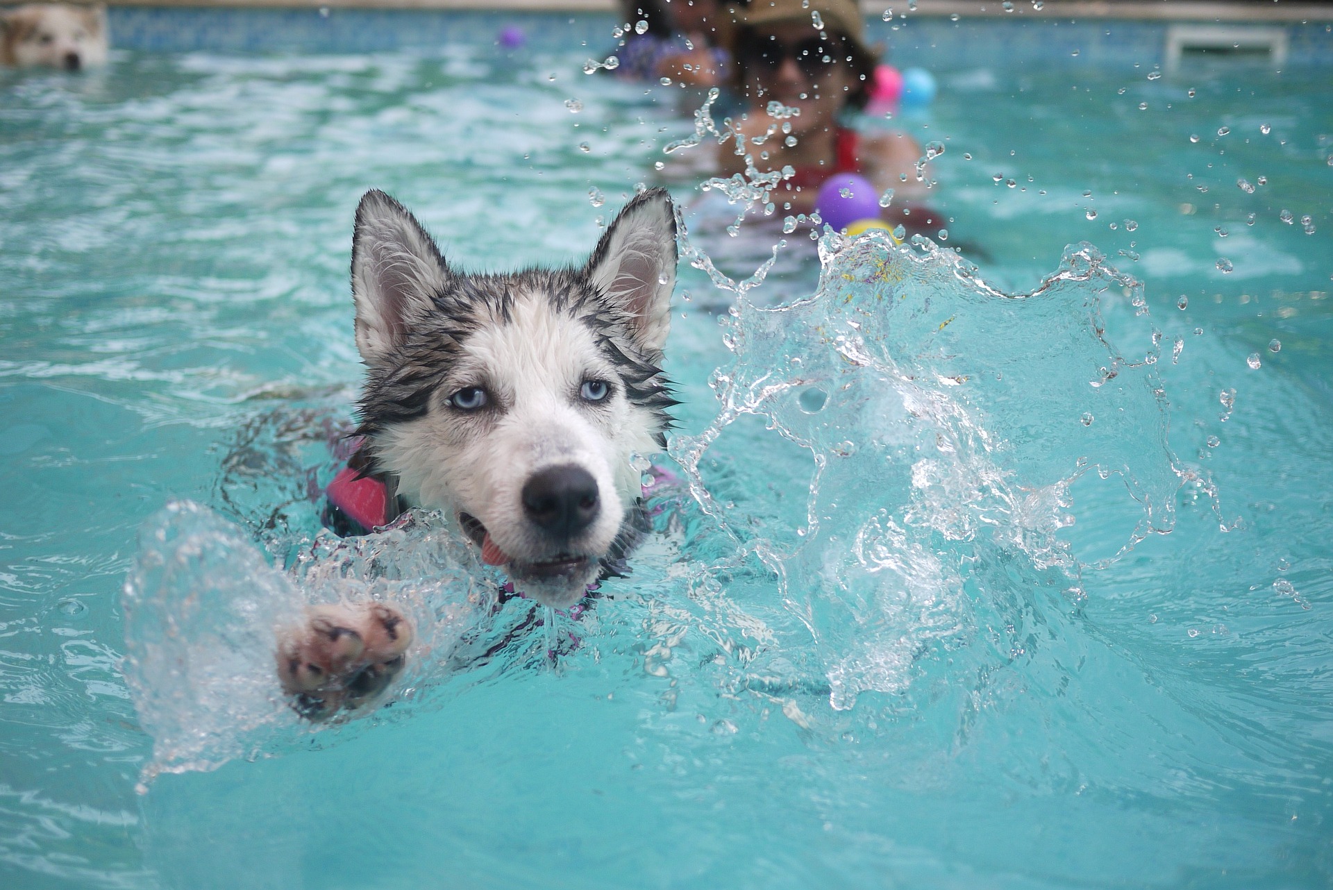 Husky dog swimming in pool